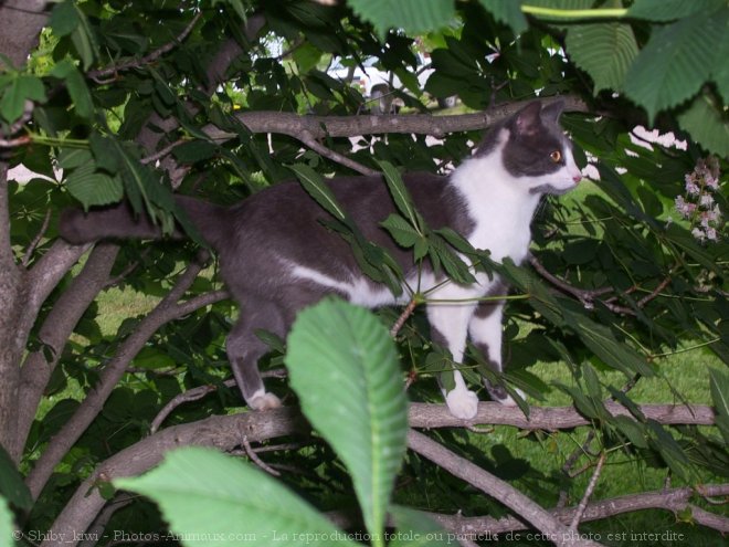 Photo de Chat domestique