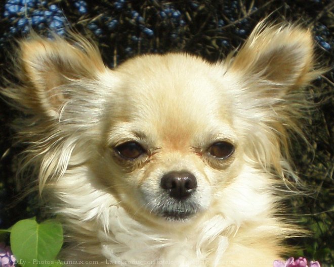 Photo de Chihuahua  poil long