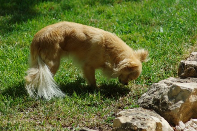 Photo de Chihuahua  poil long