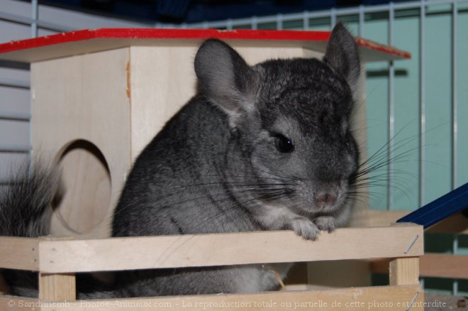 Photo de Chinchilla