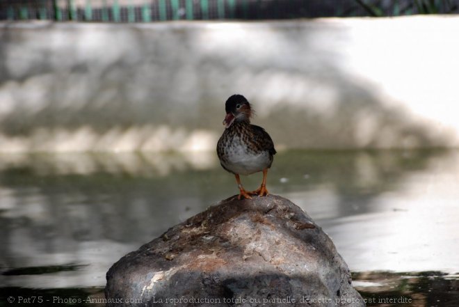 Photo de Canard