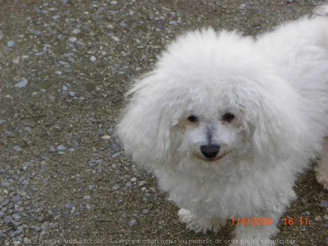 Photo de Bichon  poil fris