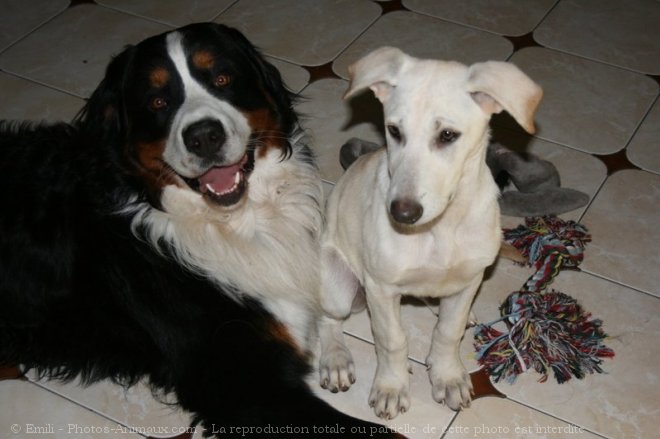 Photo de Berger blanc suisse