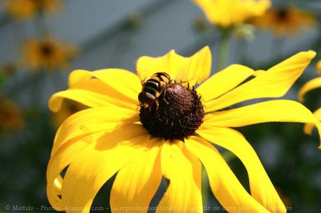 Photo d'Abeille