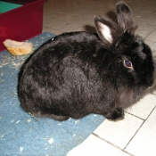 Photo de Lapin