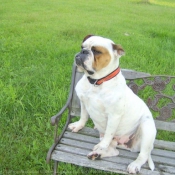 Photo d'Olde english bulldogge