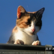 Photo de Chat domestique