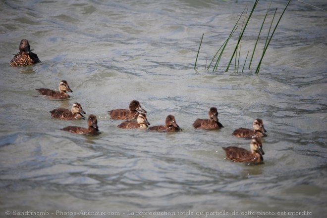 Photo de Canard