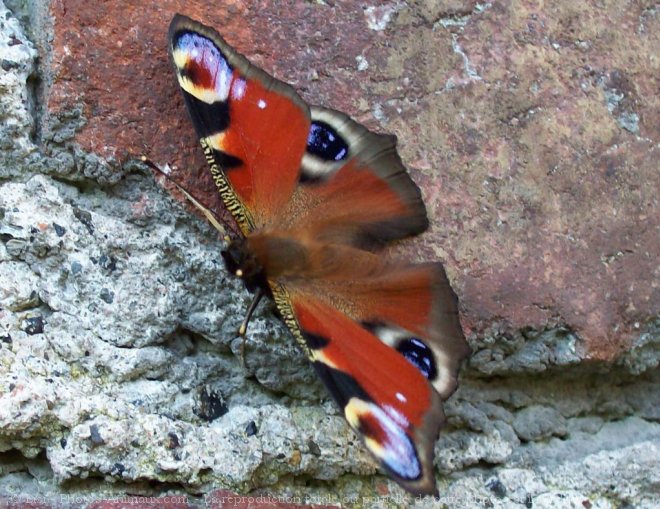 Photo de Papillon - paon du jour