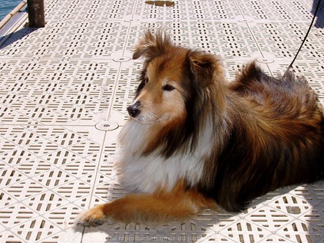 Photo de Chien de berger des shetland