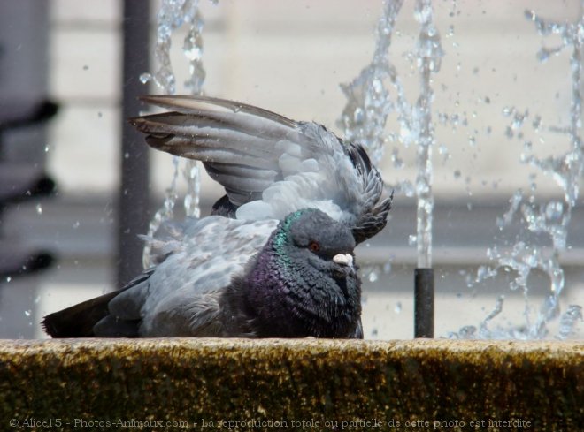 Photo de Pigeon