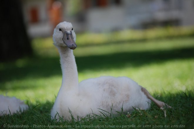 Photo de Cygne