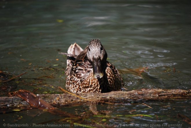 Photo de Canard