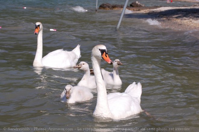 Photo de Cygne