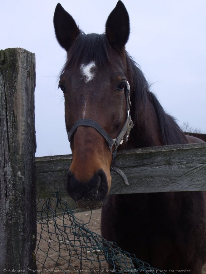 Photo de Trotteur franais