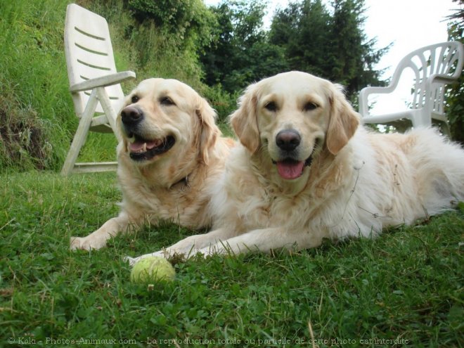 Photo de Golden retriever