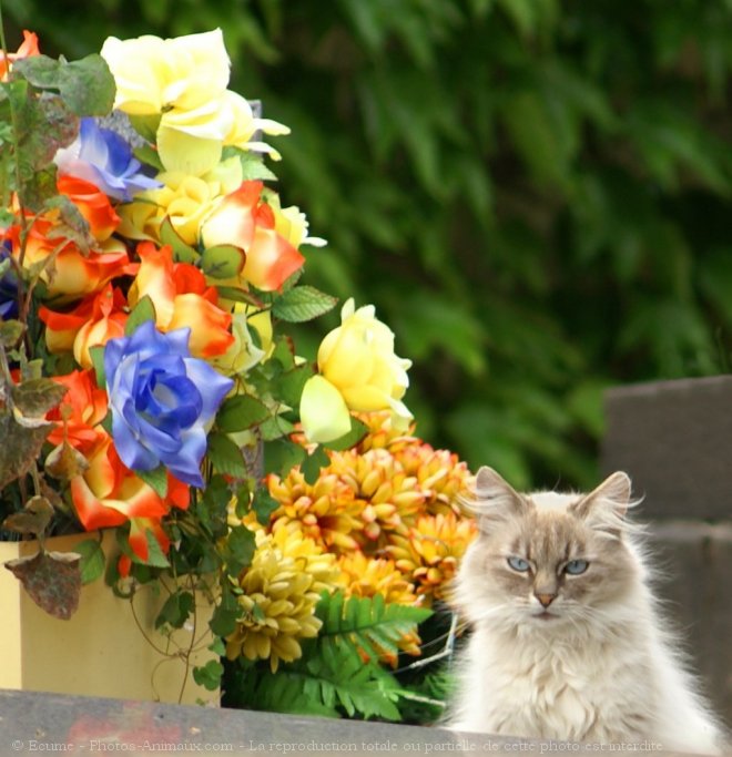 Photo de Chat domestique