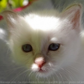 Photo de Sacr de birmanie