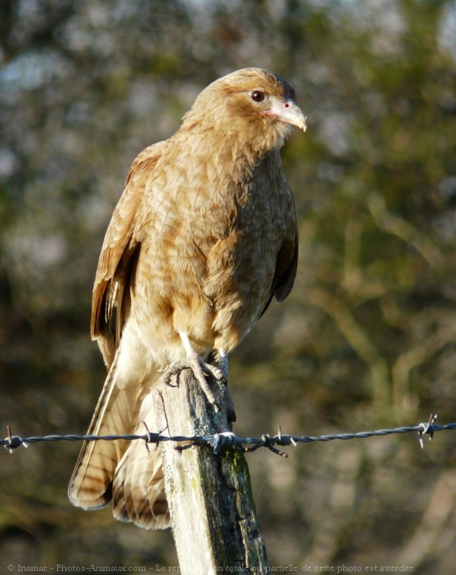 Photo de Caracara