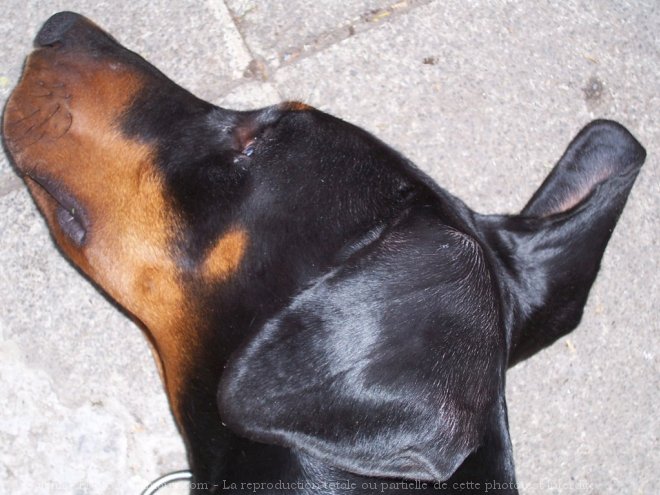 Photo de Dobermann