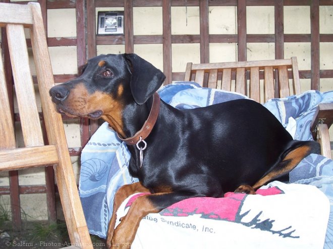 Photo de Dobermann