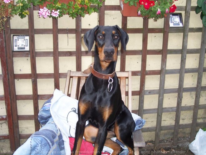 Photo de Dobermann