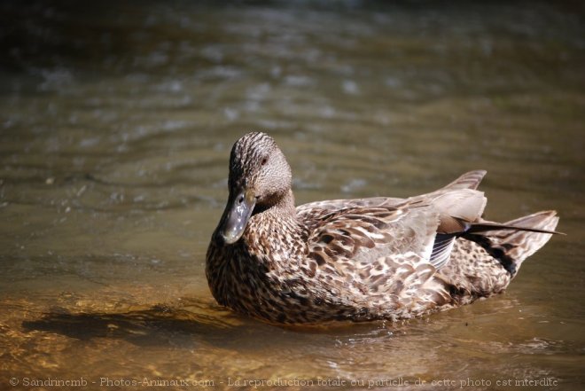 Photo de Canard