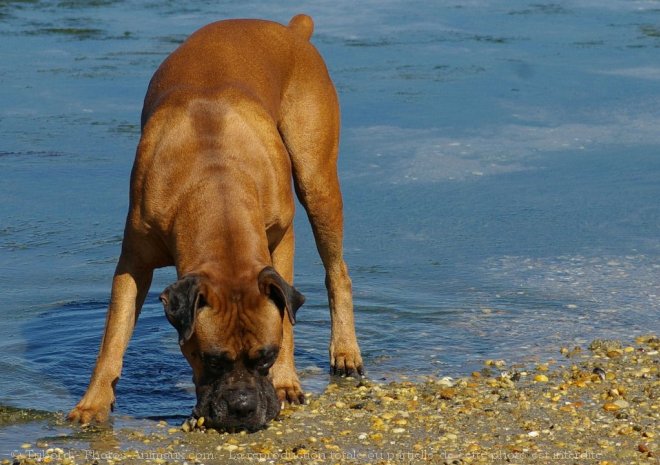 Photo de Boxer