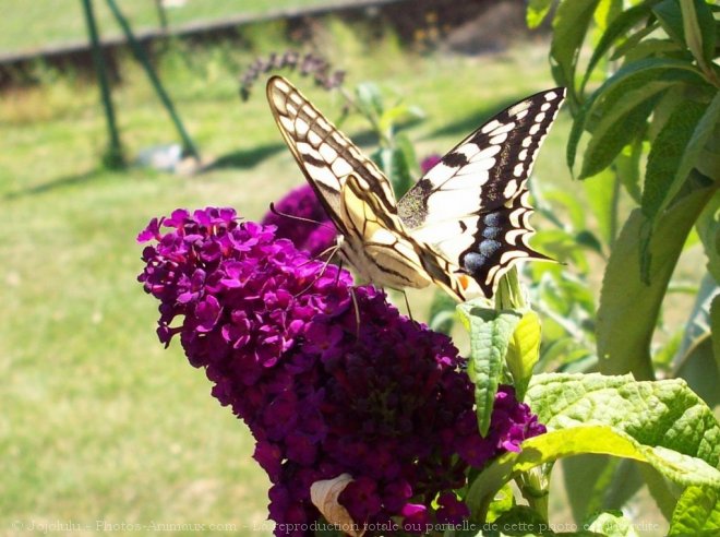 Photo de Papillon - machaon