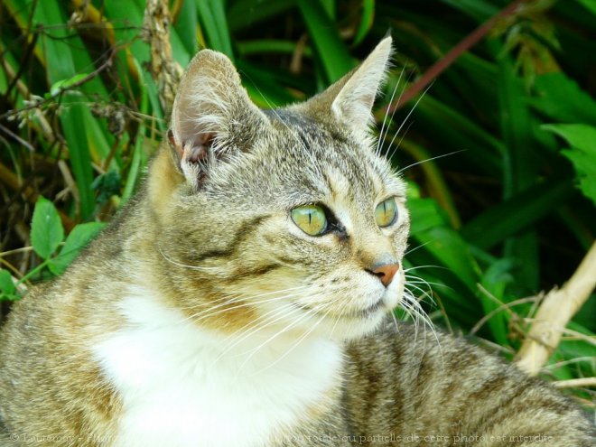 Photo de Chat domestique