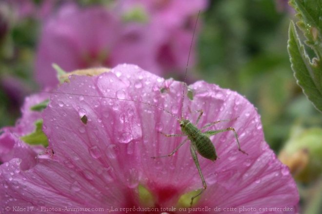 Photo de Sauterelle