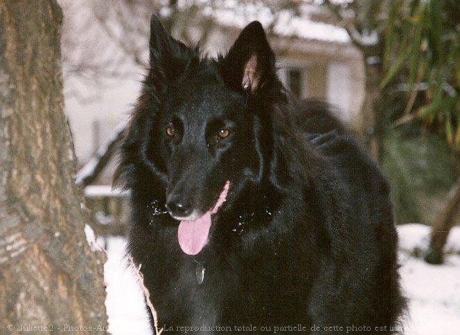 Photo de Berger belge groenendael