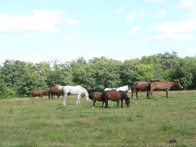 Photo de Races diffrentes