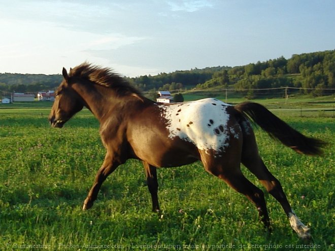 Photo de Races diffrentes