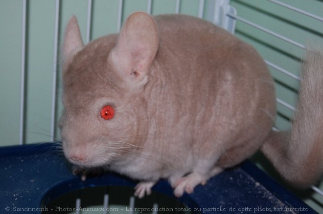 Photo de Chinchilla