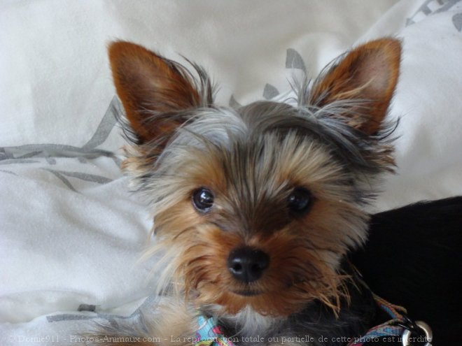 Photo de Yorkshire terrier