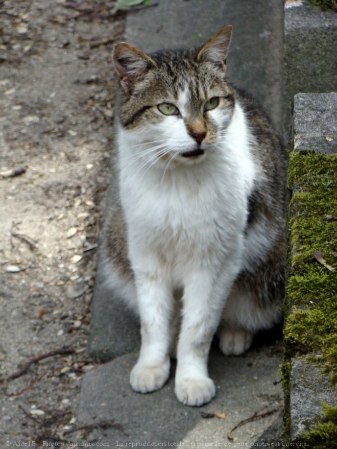 Photo de Chat domestique