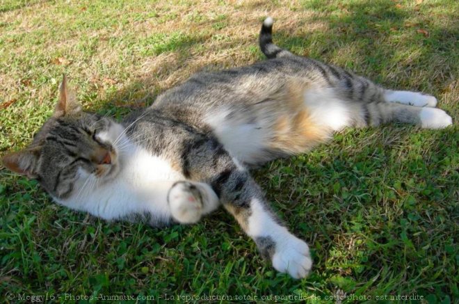 Photo de Chat domestique