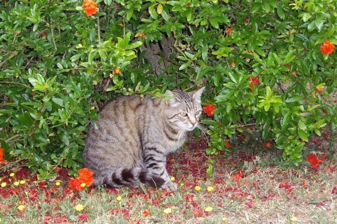 Photo de Chat domestique