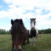 Photo de Shetland