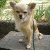 Photo de Chihuahua  poil long