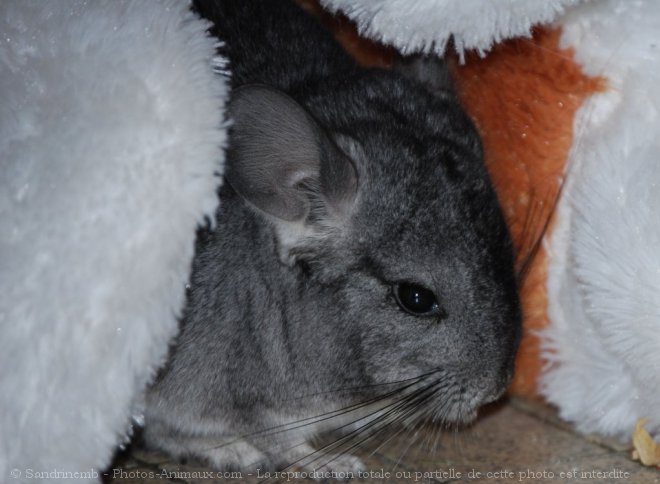 Photo de Chinchilla