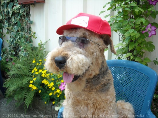 Photo d'Airedale terrier