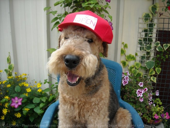 Photo d'Airedale terrier