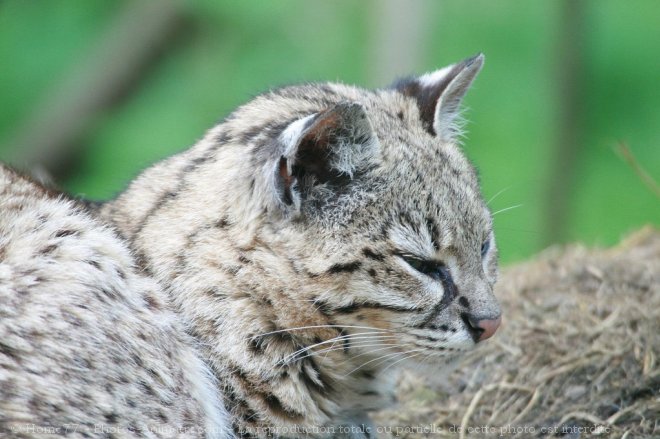 Photo de Chat de goeffroy