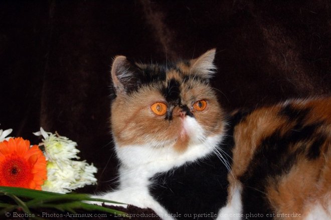 Photo d'Exotic shorthair