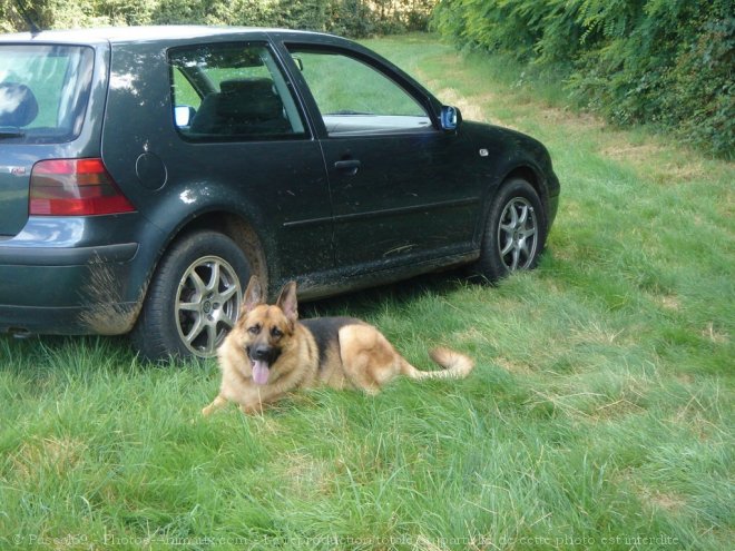 Photo de Berger allemand  poil court