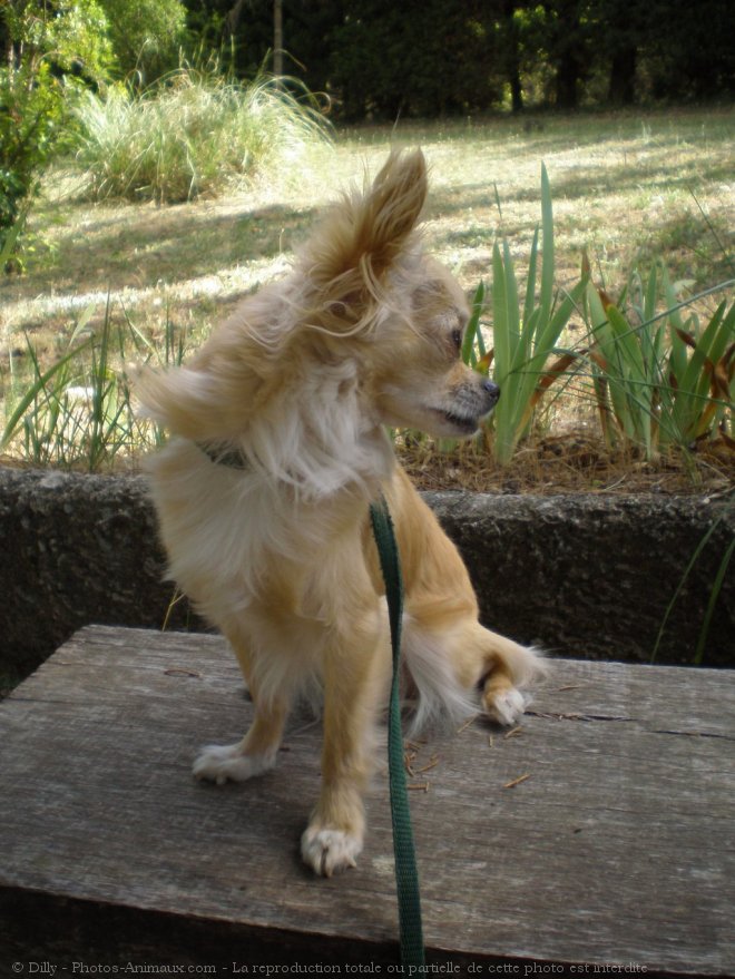 Photo de Chihuahua  poil long