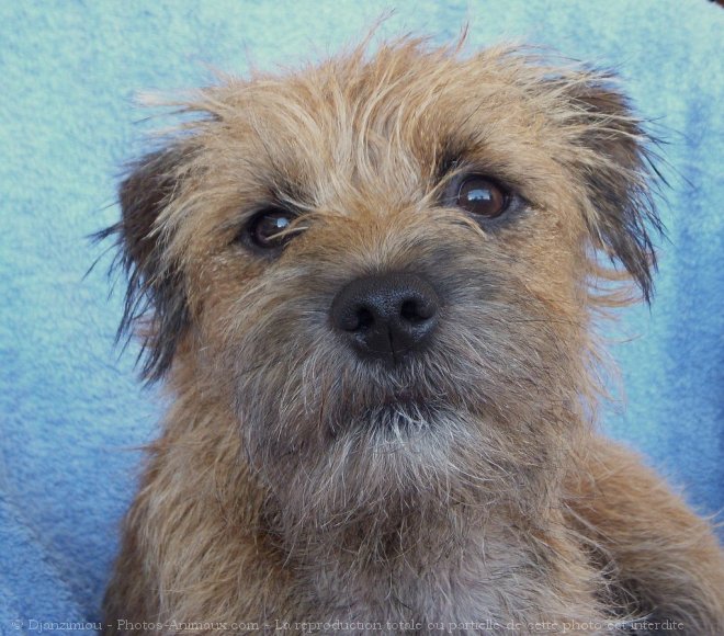 Photo de Border terrier