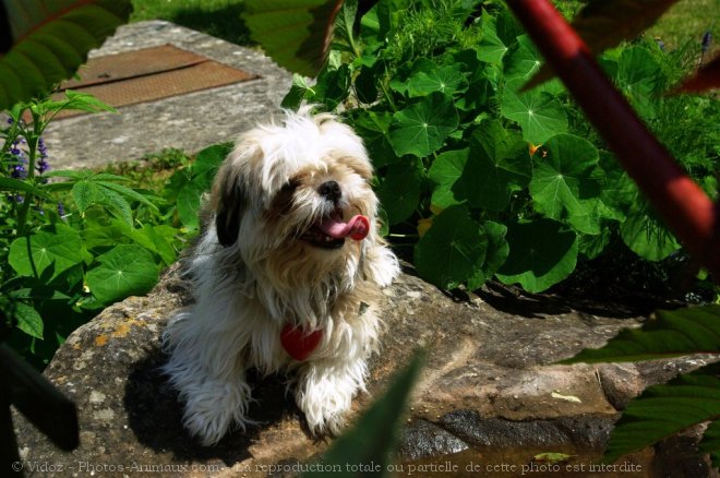 Photo de Shih tzu